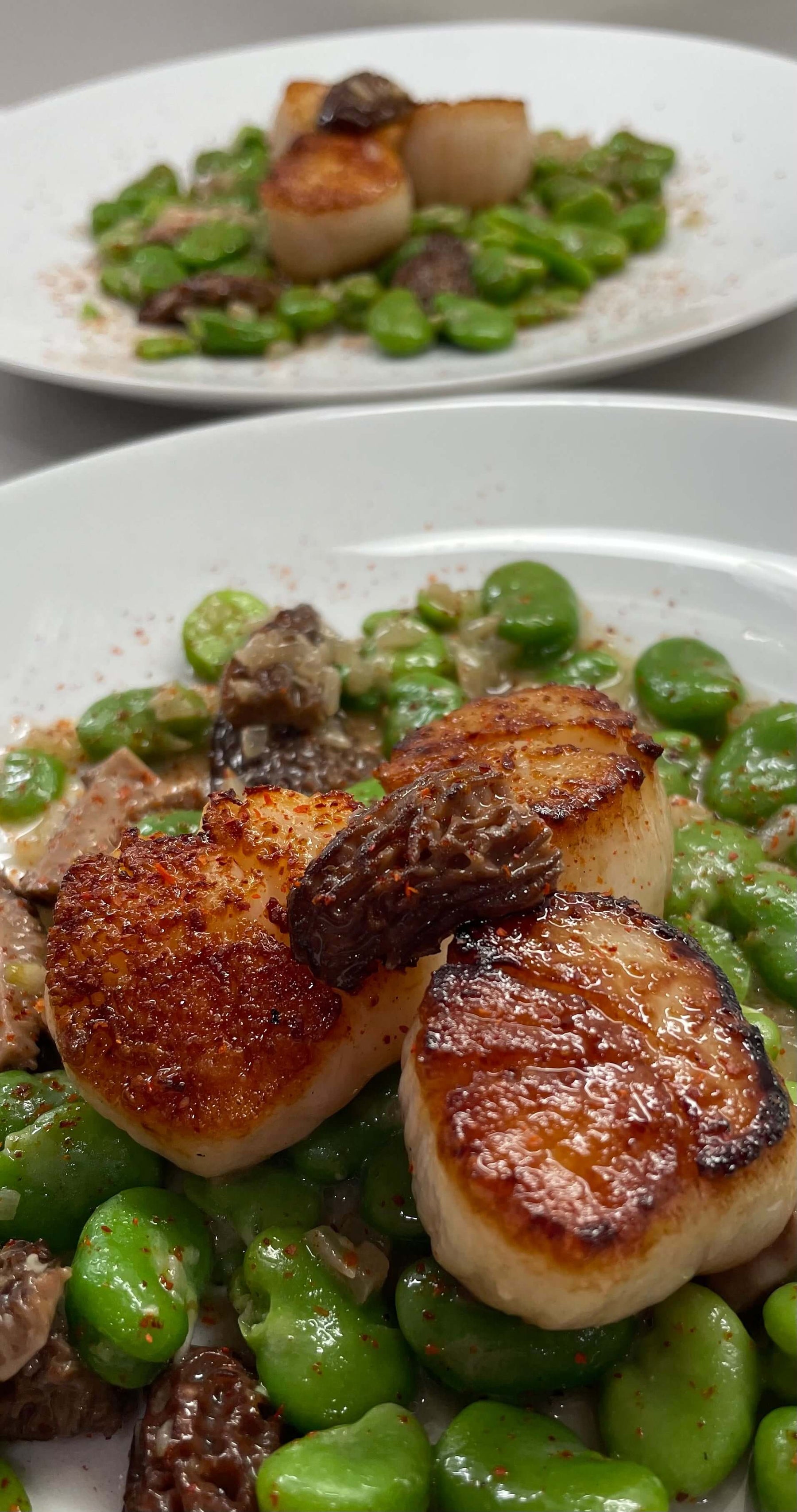 Seared Scallops on a bed of fava beans and Morels